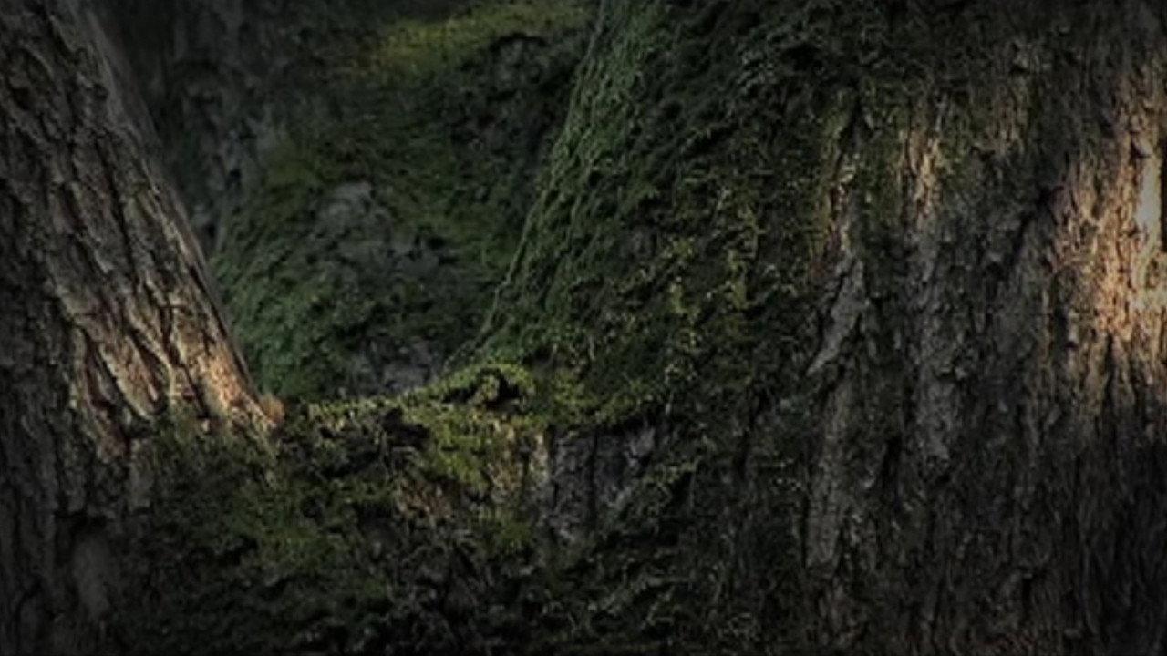 Conversation with Nature 2005 movie scene