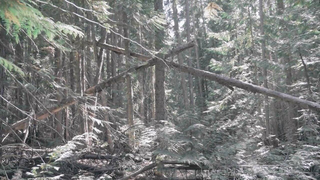 Bigfoot Encounters in the Pacific Northwest 2021 movie scene