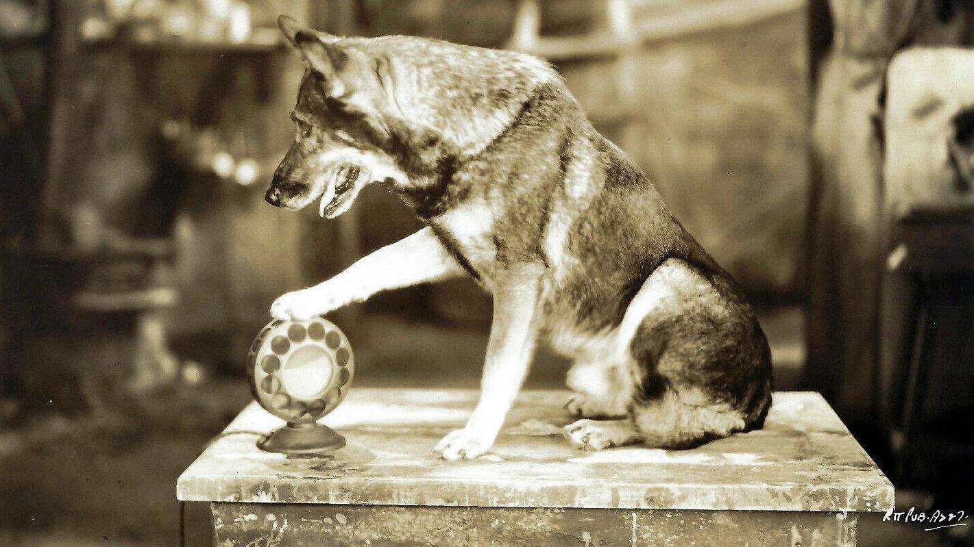 The Million Dollar Collar 1929 movie scene