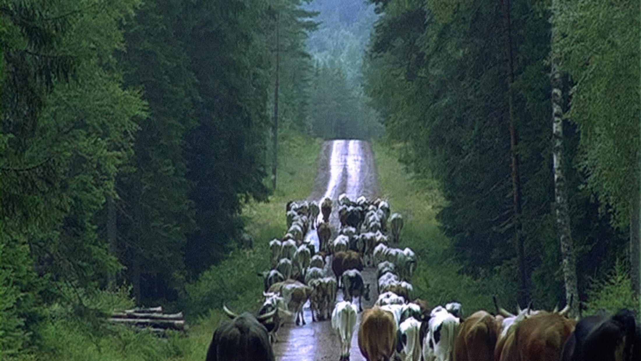 Way of Nature 2008 movie scene