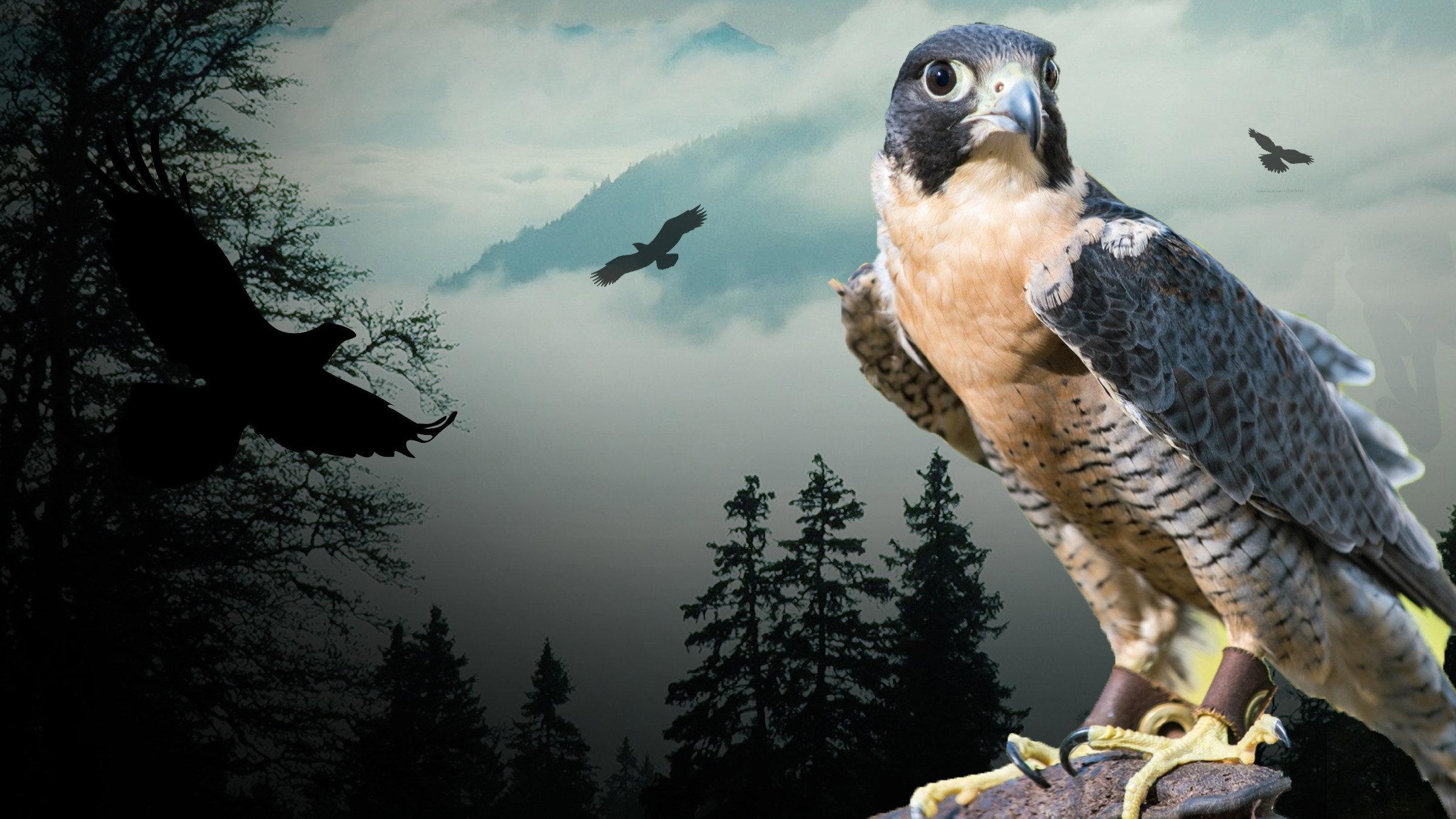 Peregrine Falcon: Lord of the Skies 2018 movie scene