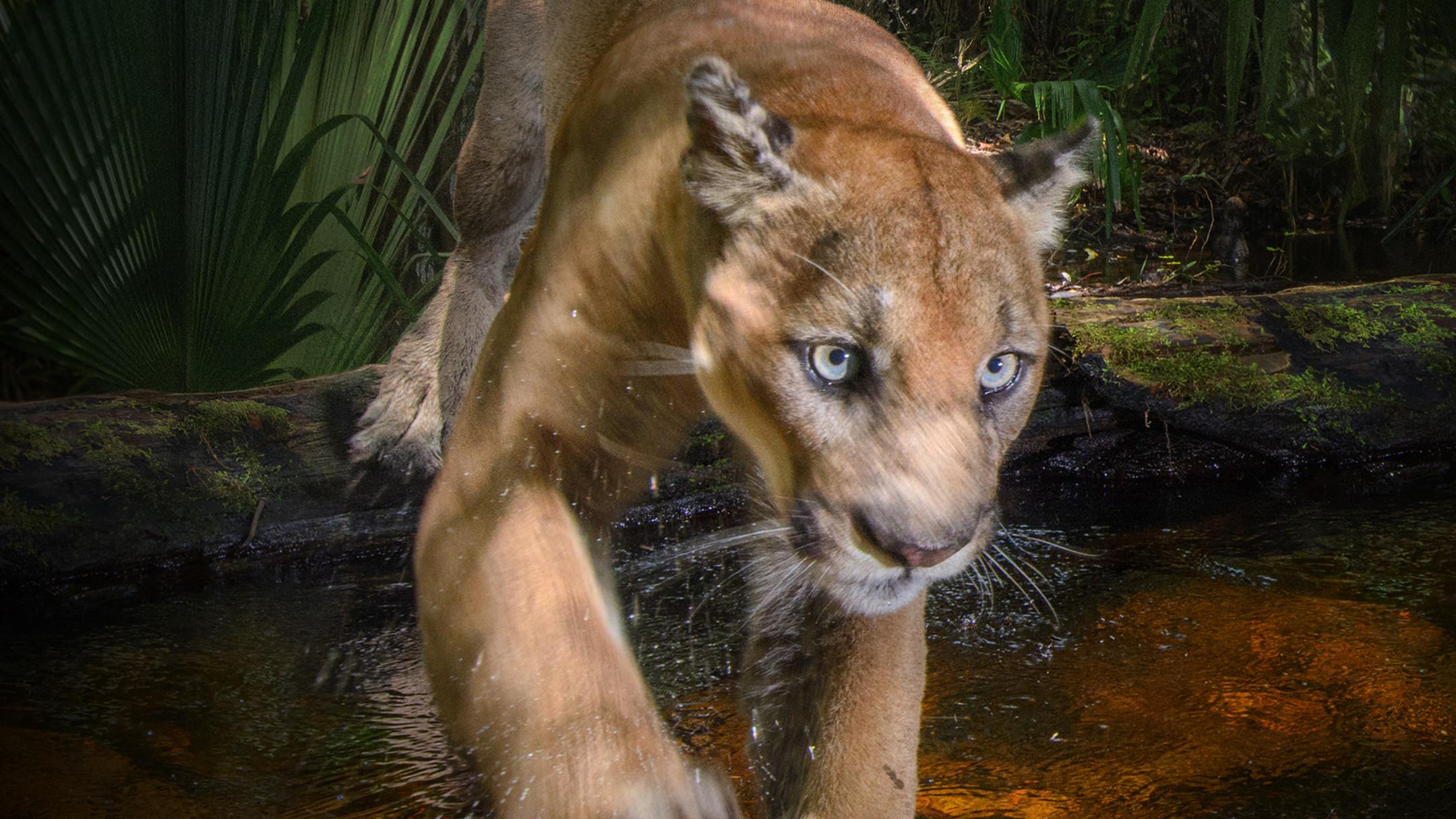 Path of the Panther 2022 movie scene