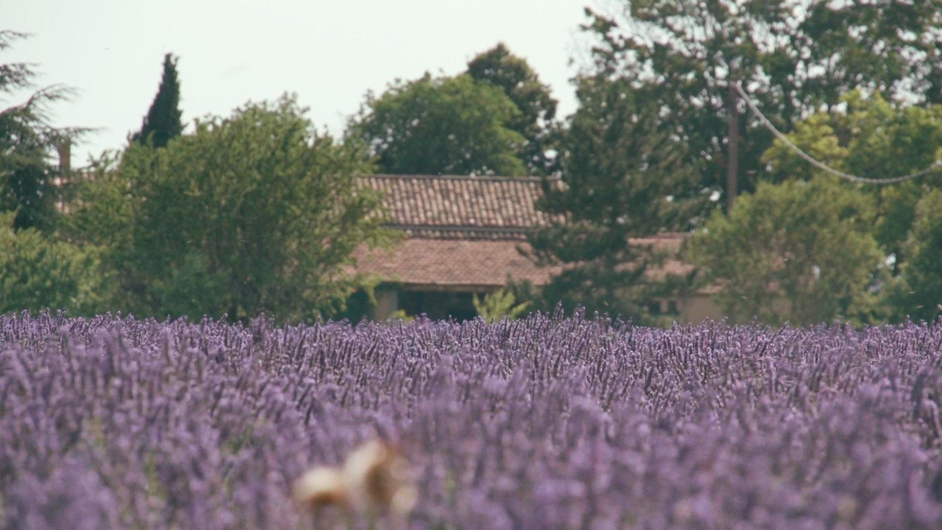Trois oiseaux bleus 2024 movie scene