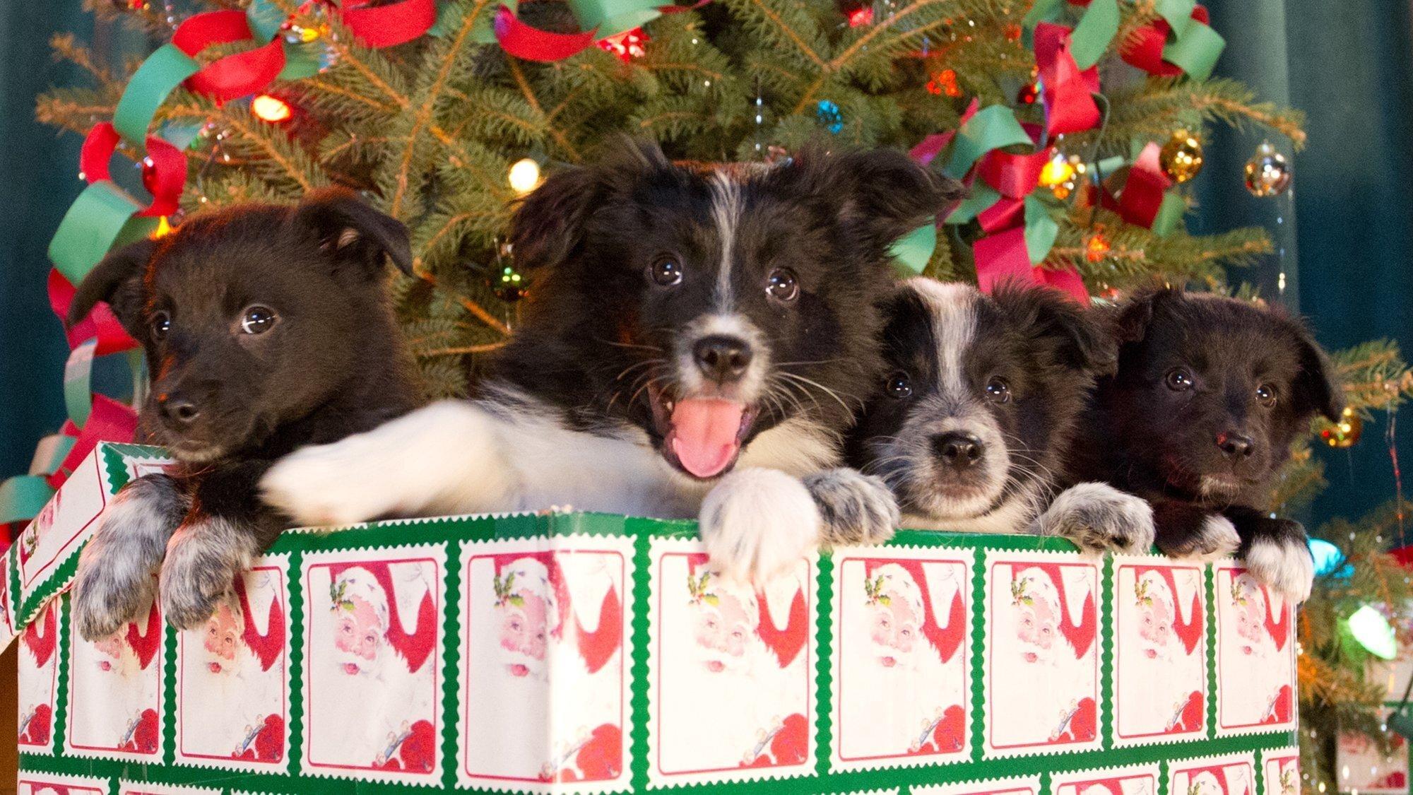 12 Dogs of Christmas: Great Puppy Rescue 2012 movie scene