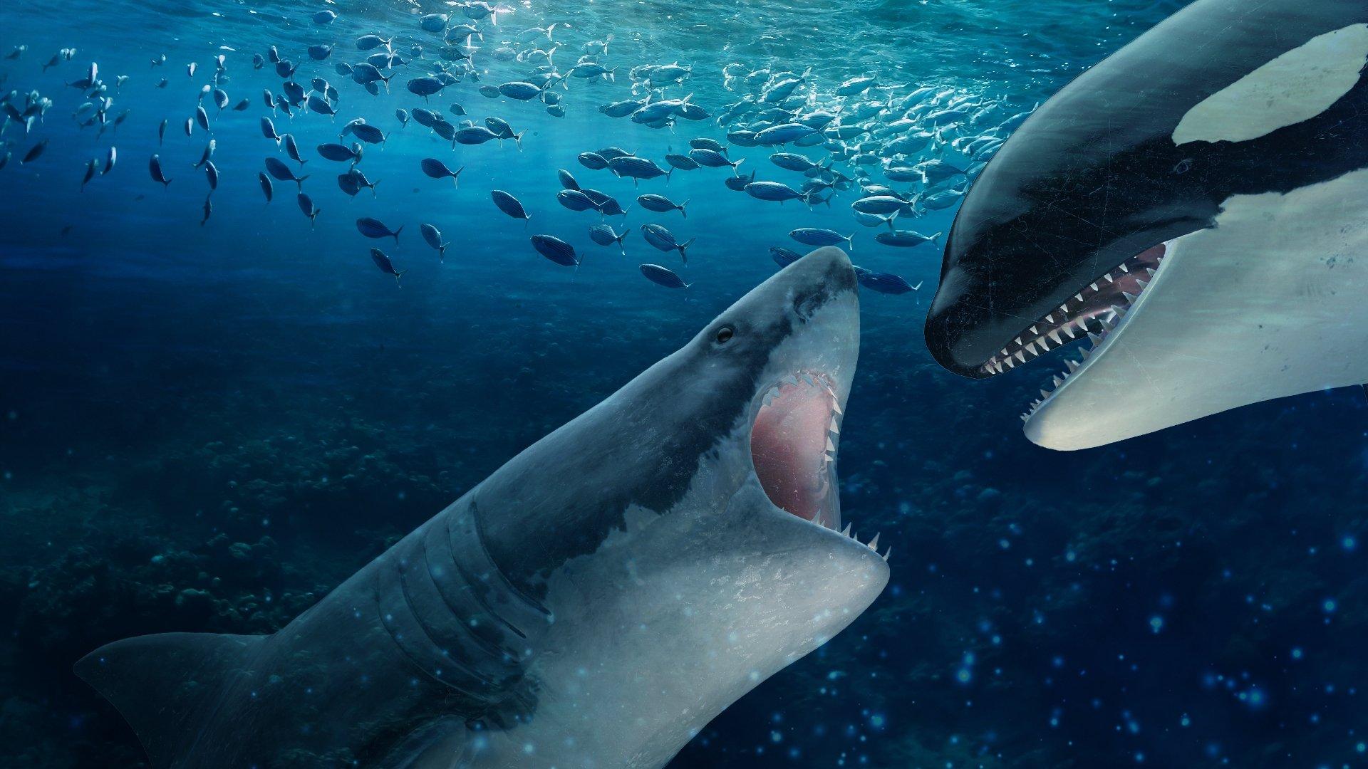 Orca Vs. Great White 2021 movie scene
