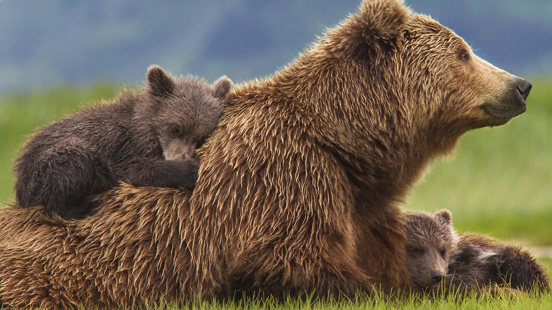 Bears 2014 movie scene