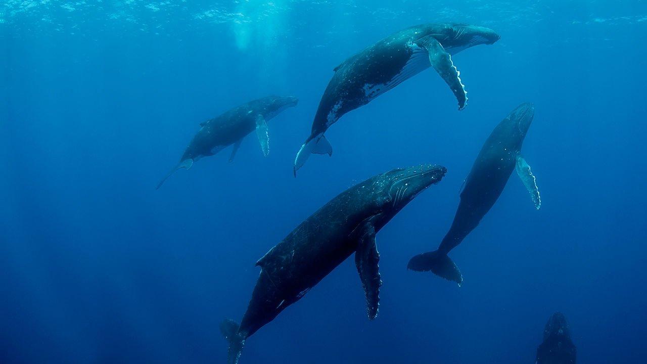 Humpback Whales 2015 movie scene