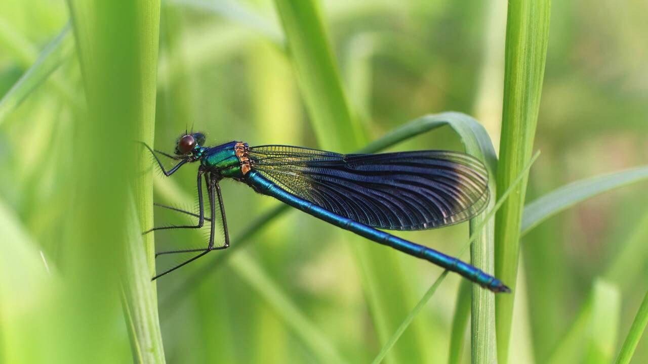 Call of the Dragonflies 2021 movie scene