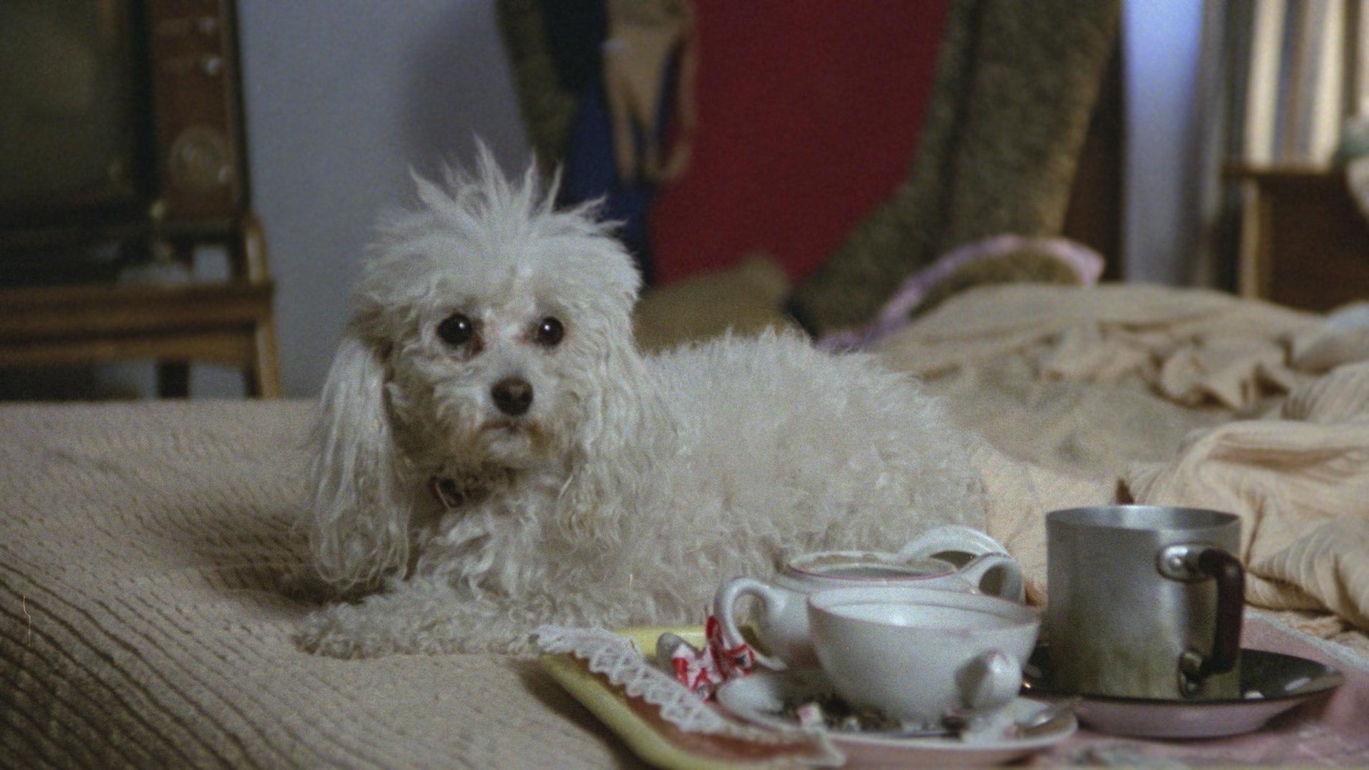 Poodle 1979 movie scene
