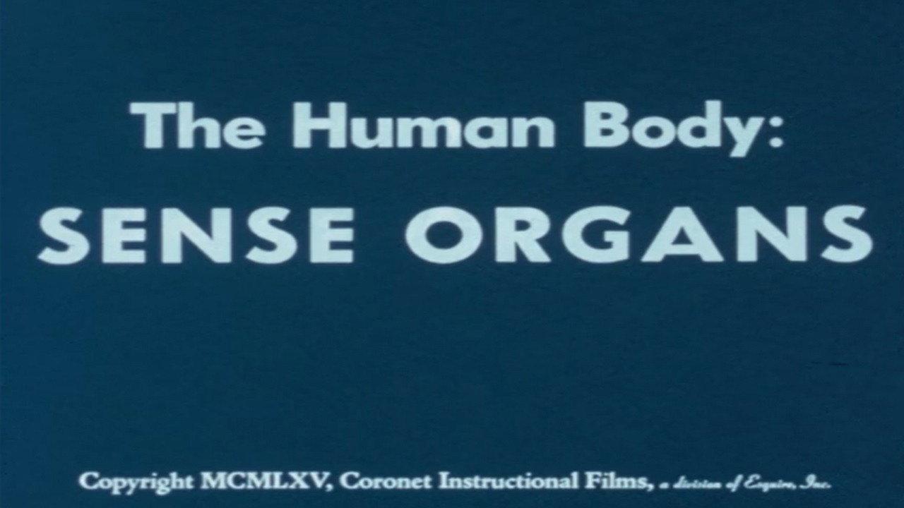 The Human Body: Sense Organs 1965 movie scene