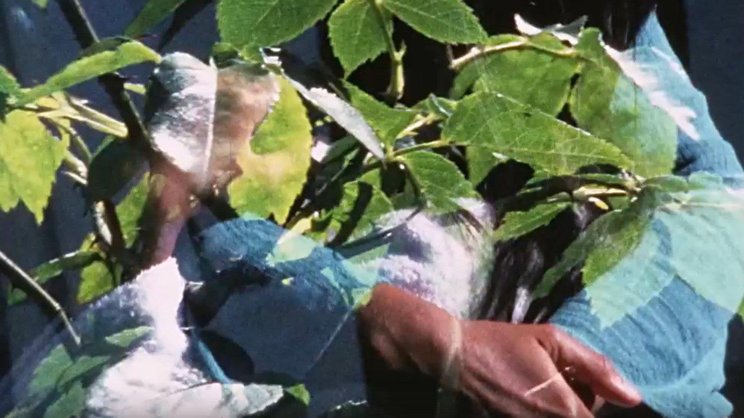 Provincetown Pieces 1979 movie scene