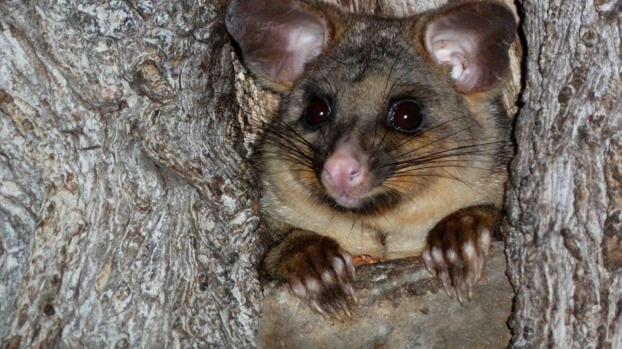Possum Wars 2013 movie scene