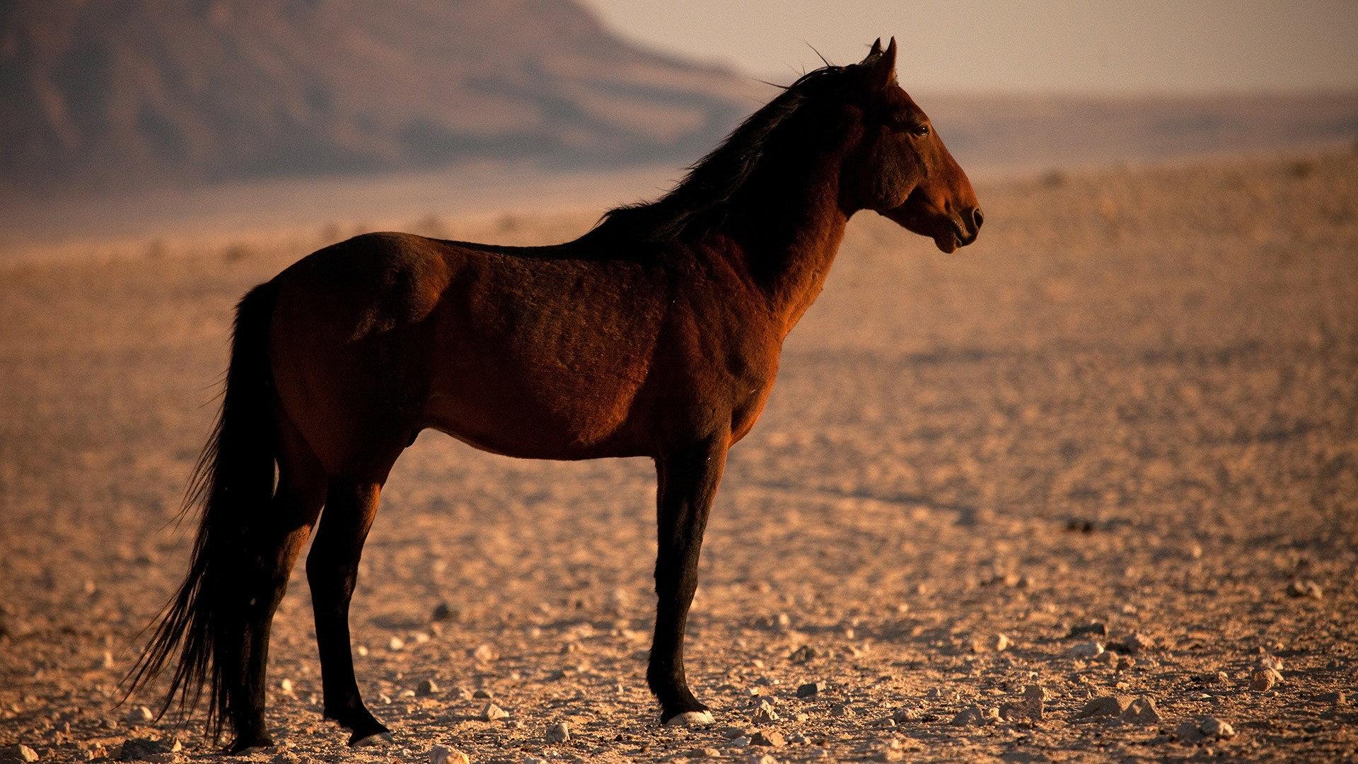 Africa's Wild West 2015 movie scene