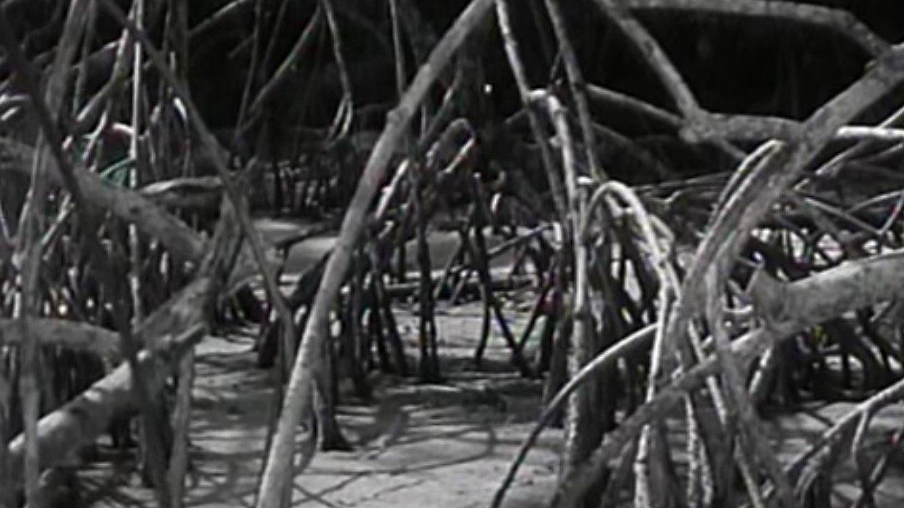 The Cage 1963 movie scene