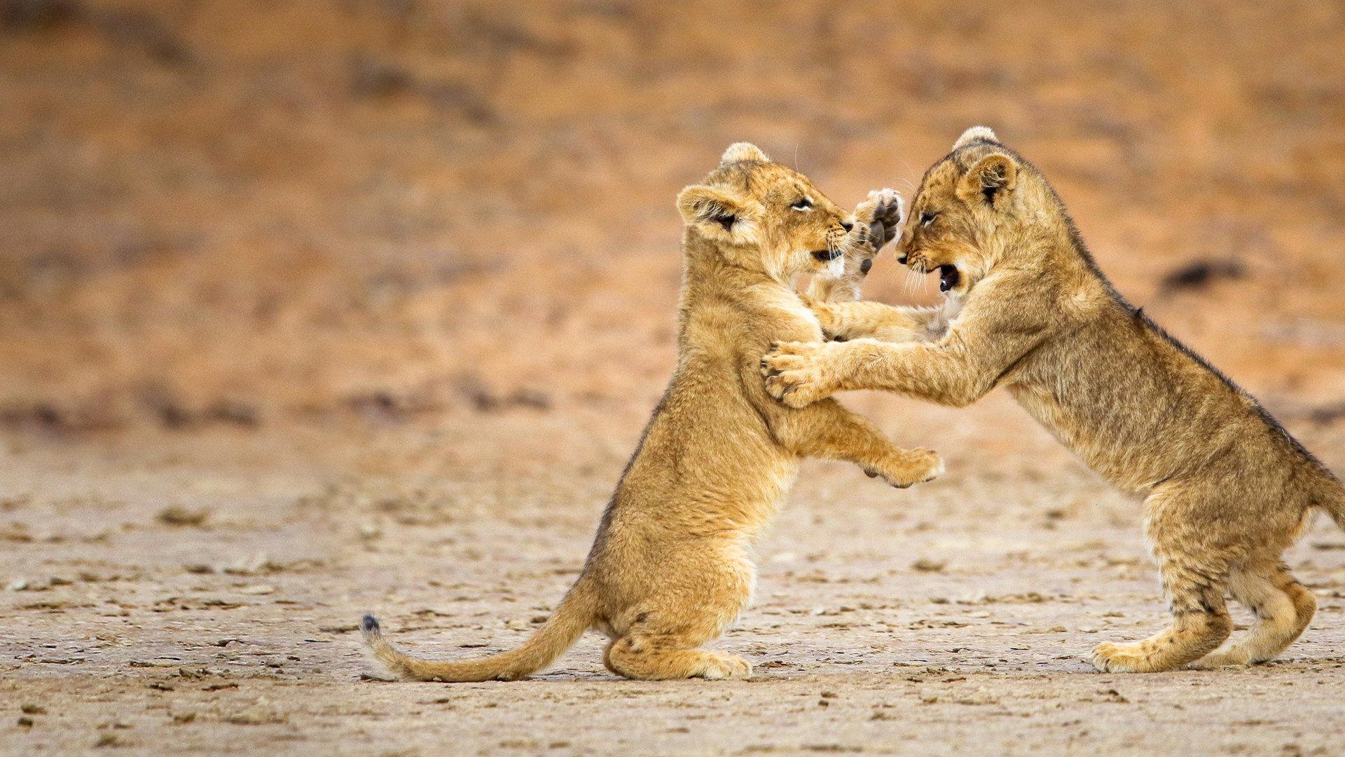 Game of Lions 2013 movie scene