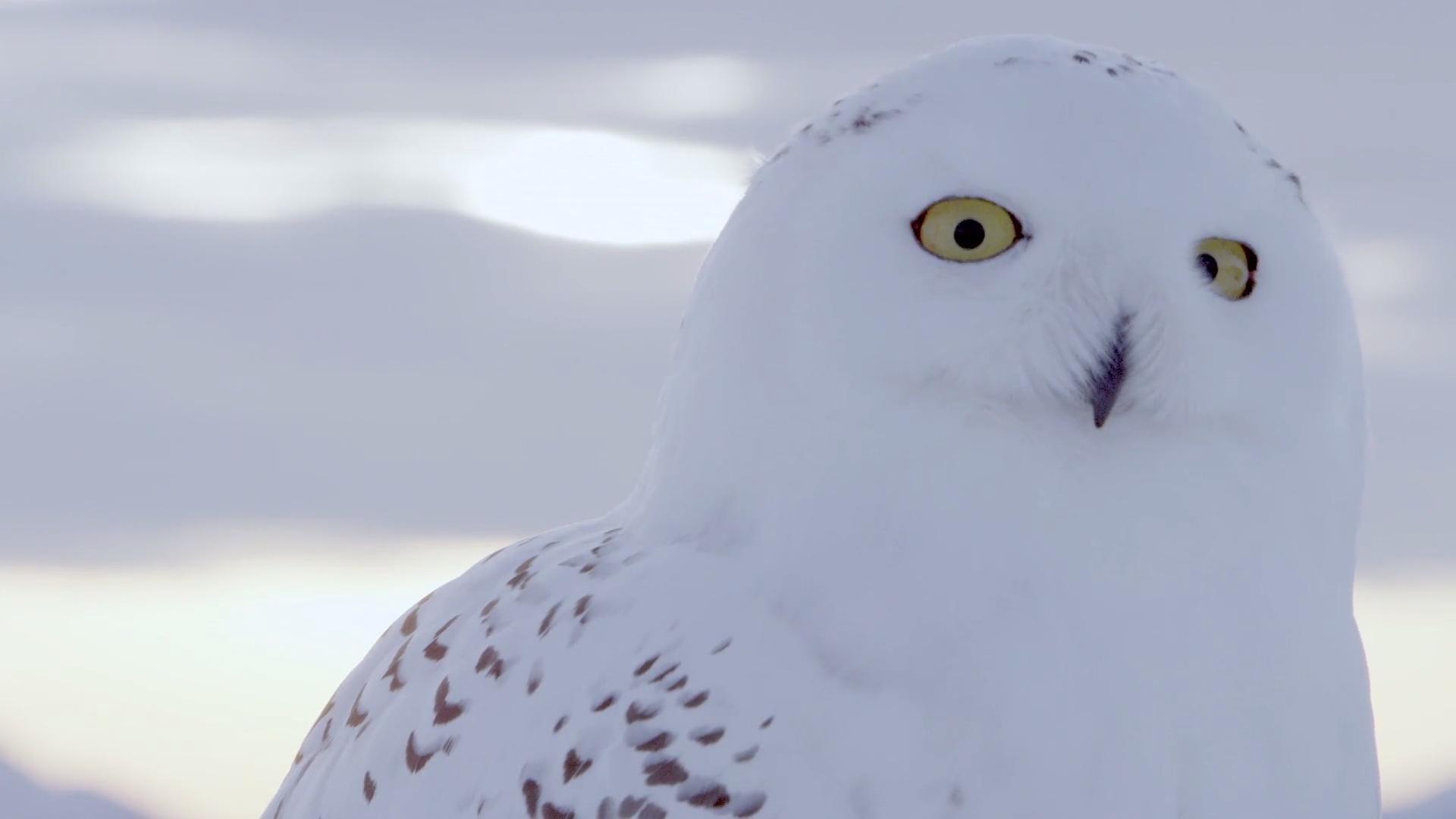 A Winter's Tale: The Journey Of The Snowy Owls 2014 movie scene
