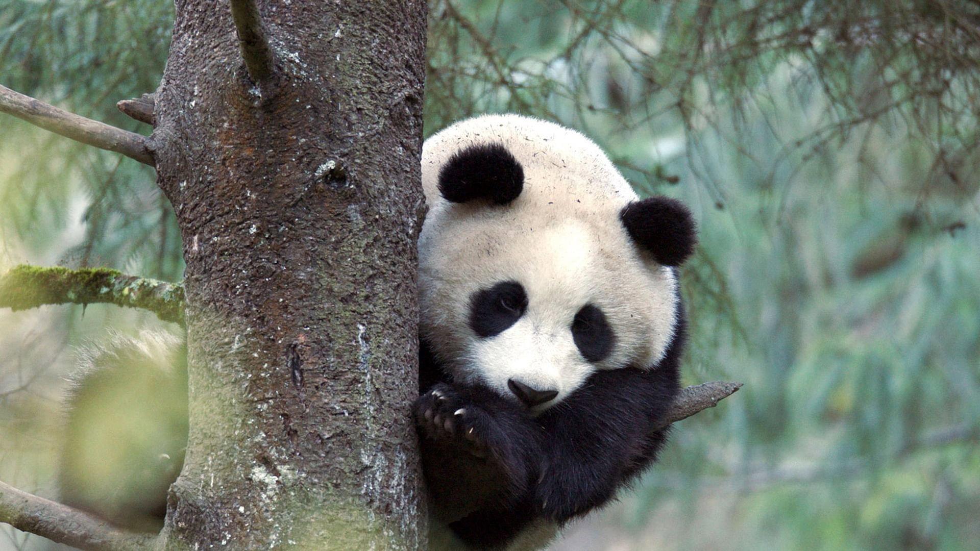 The Giant Panda 2020 movie scene