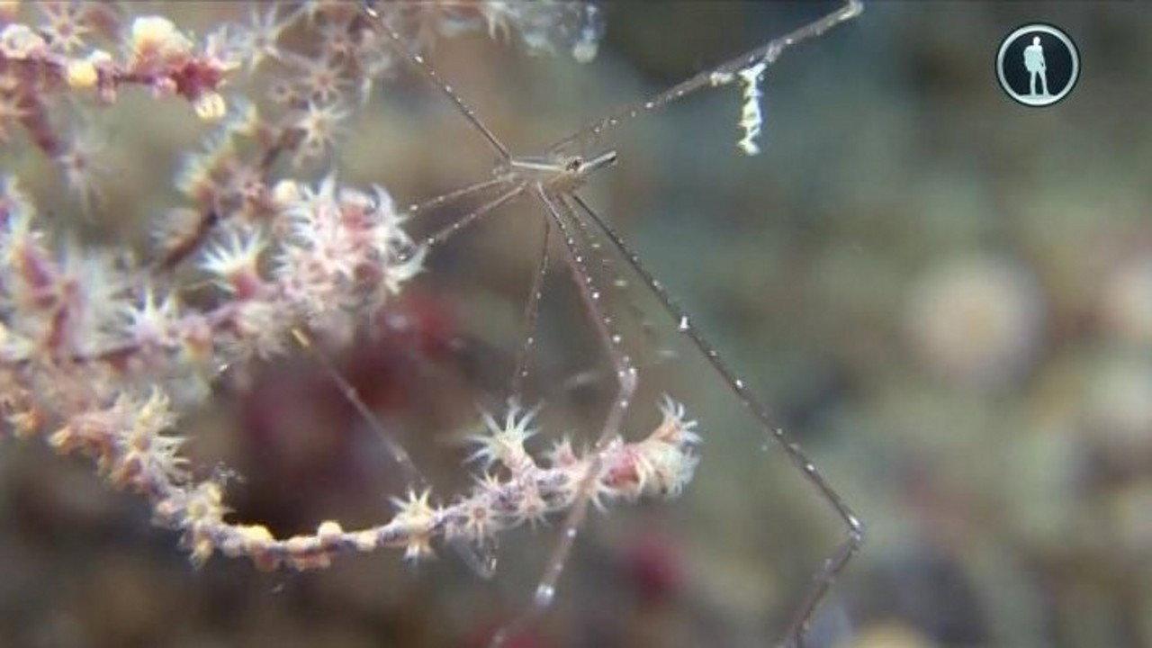 The Secret World of Crustaceans 2018 movie scene
