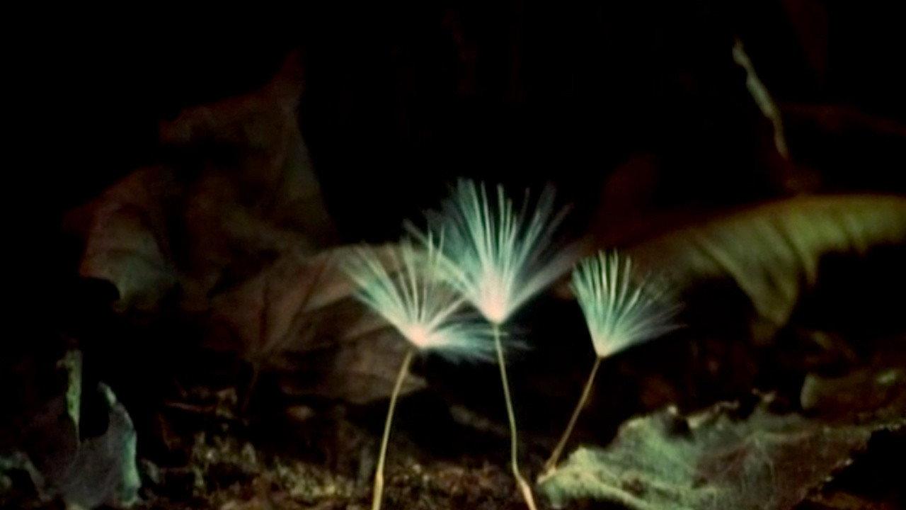 The Secret Life of Plants 1978 movie scene