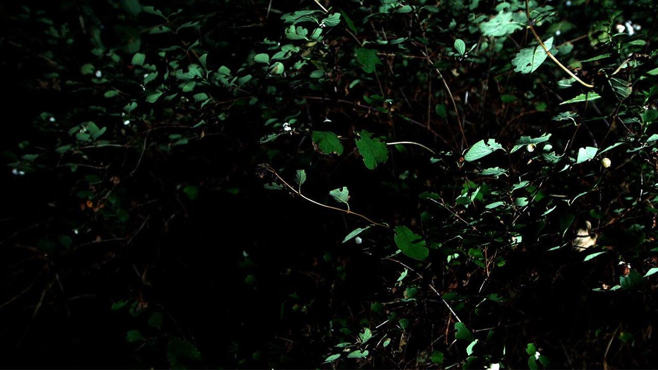 Cyclothymia of a Land movie scene