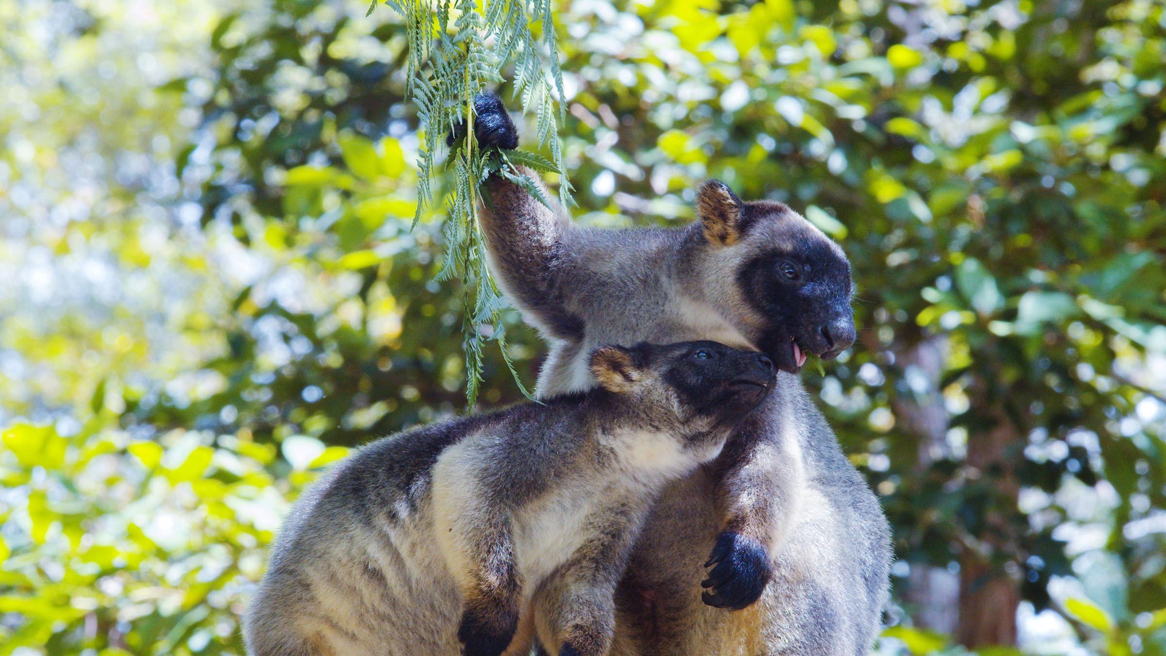 Tree Kangaroos: Ghosts of the Forest 2022 movie scene