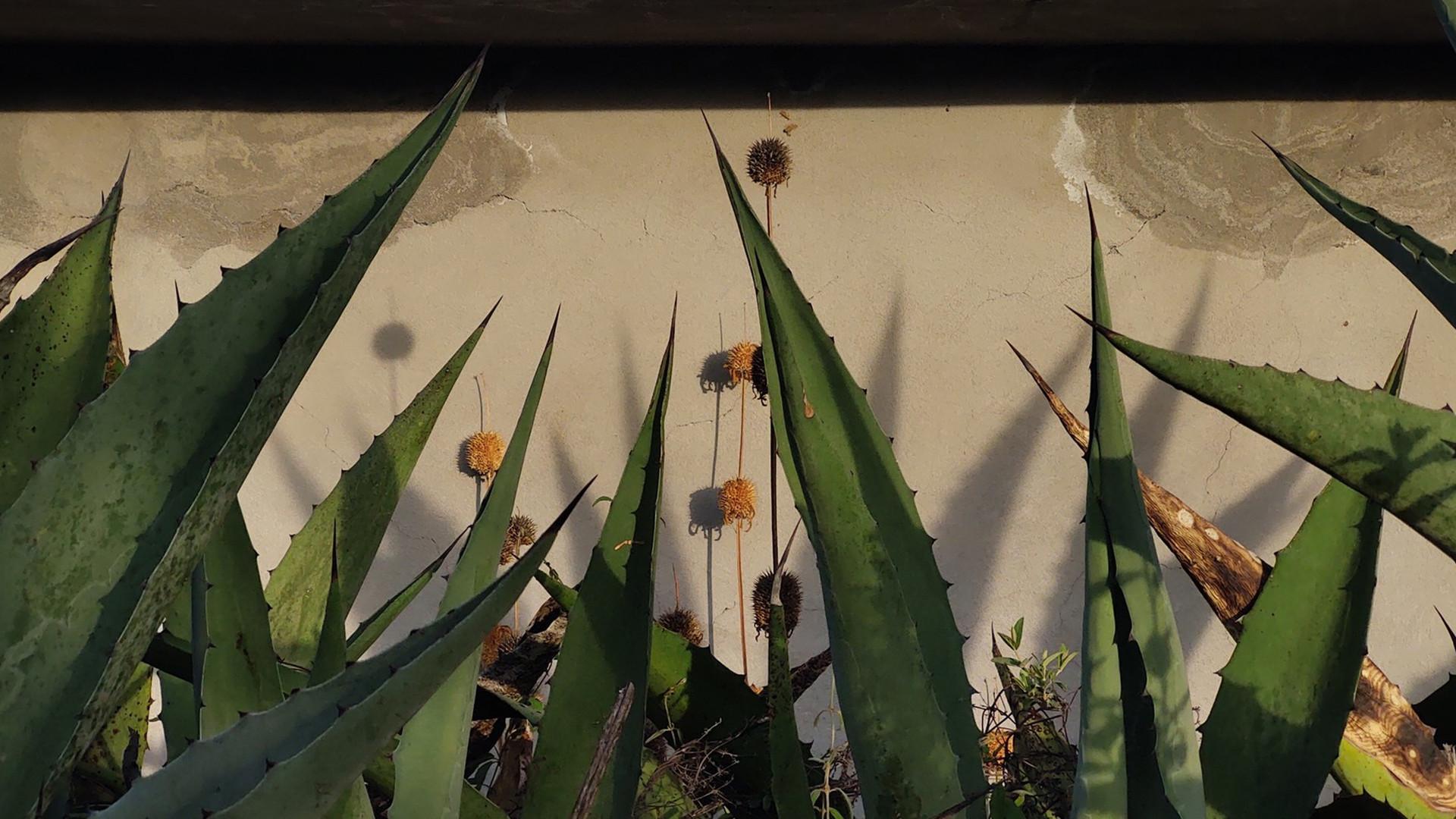 Heart of Maguey 2021 movie scene