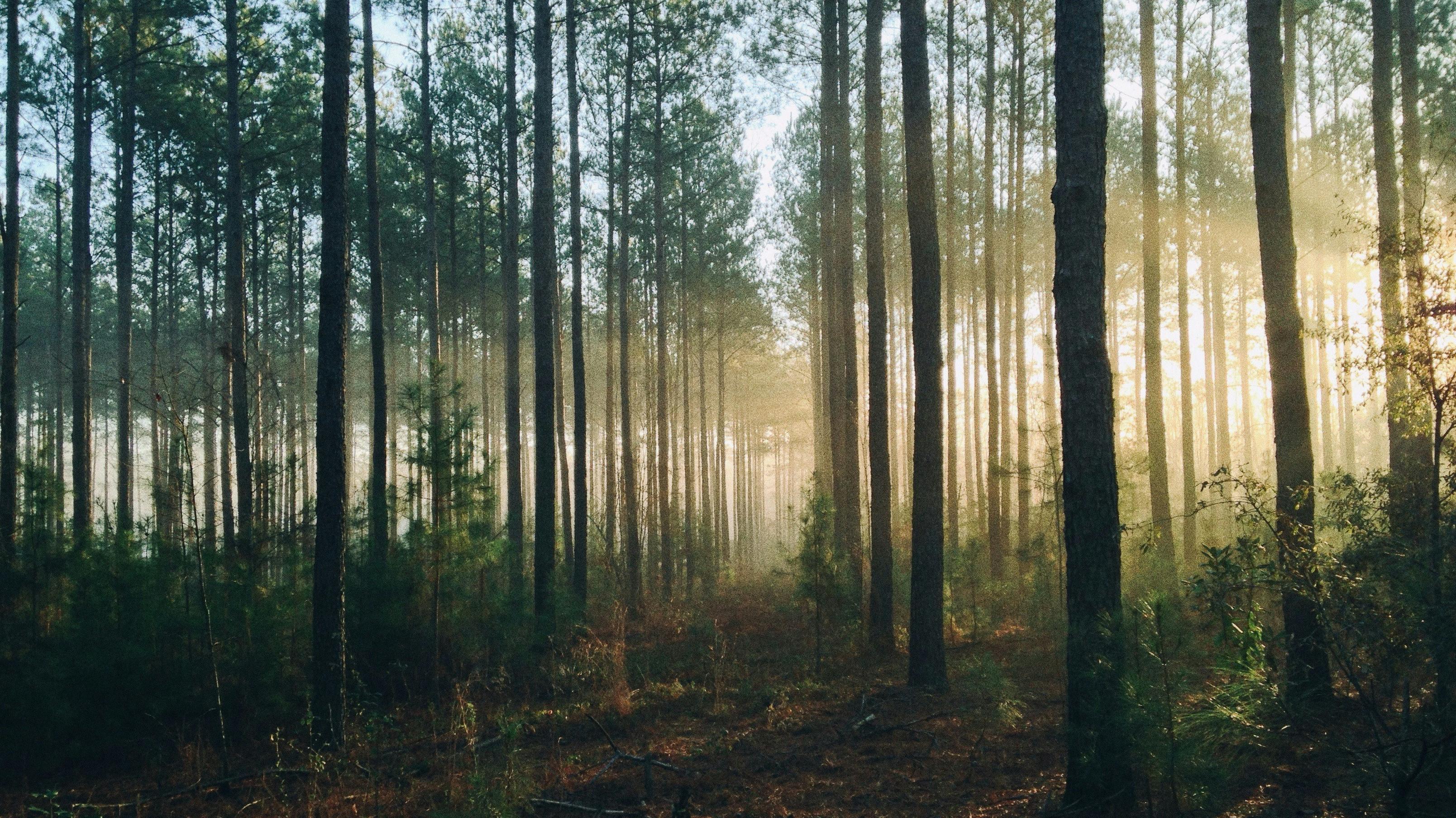 Into The Woods (AUS Productions) 2024 movie scene