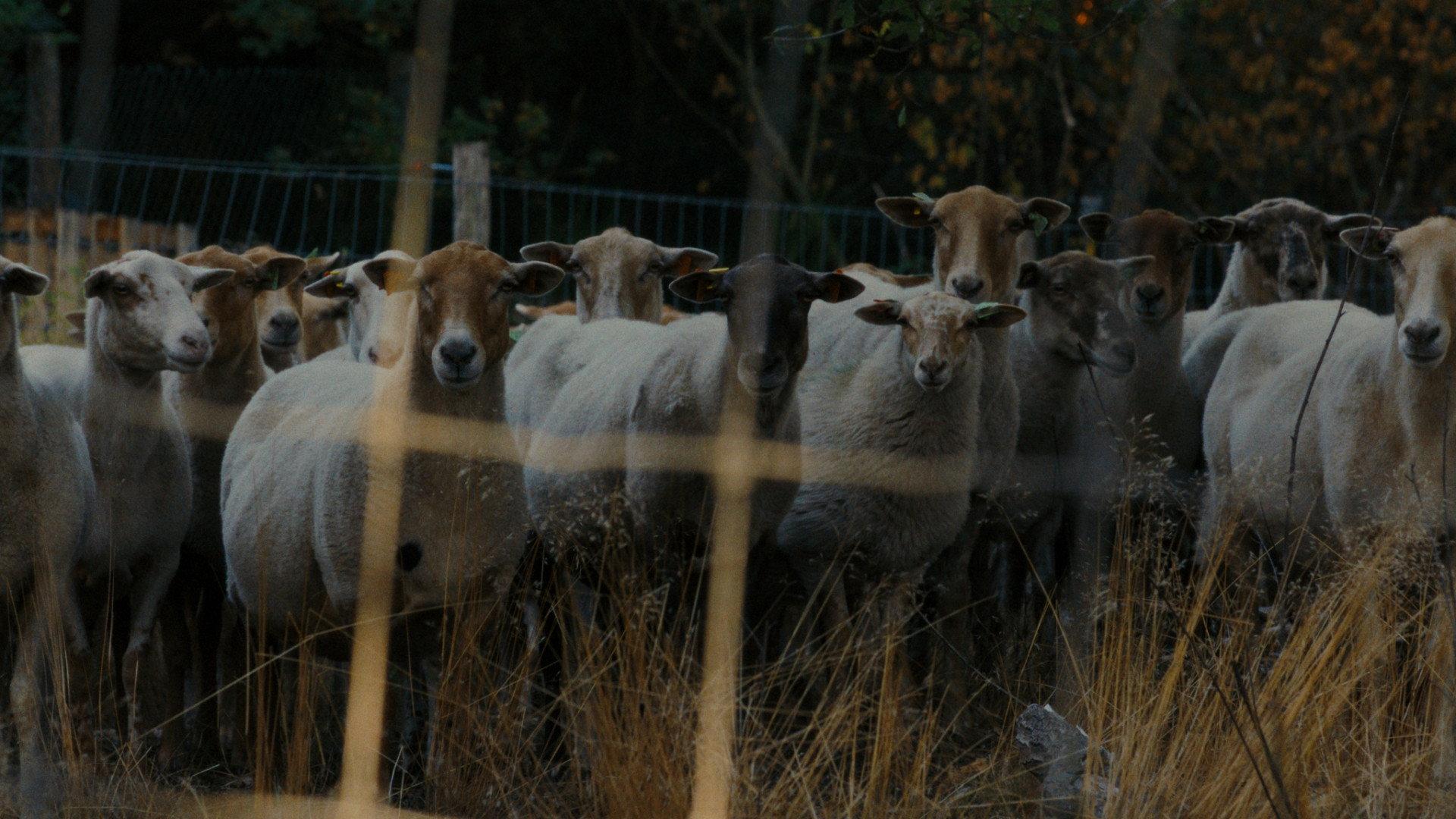 Sheep 2025 movie scene