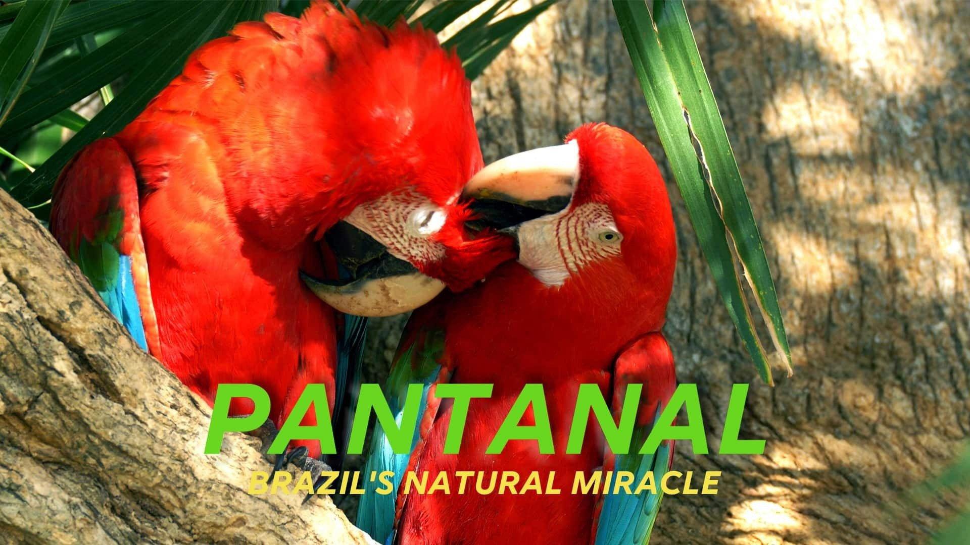 Naturwunder Pantanal - Brasiliens geheimnisvolle Wildnis 2021 movie scene