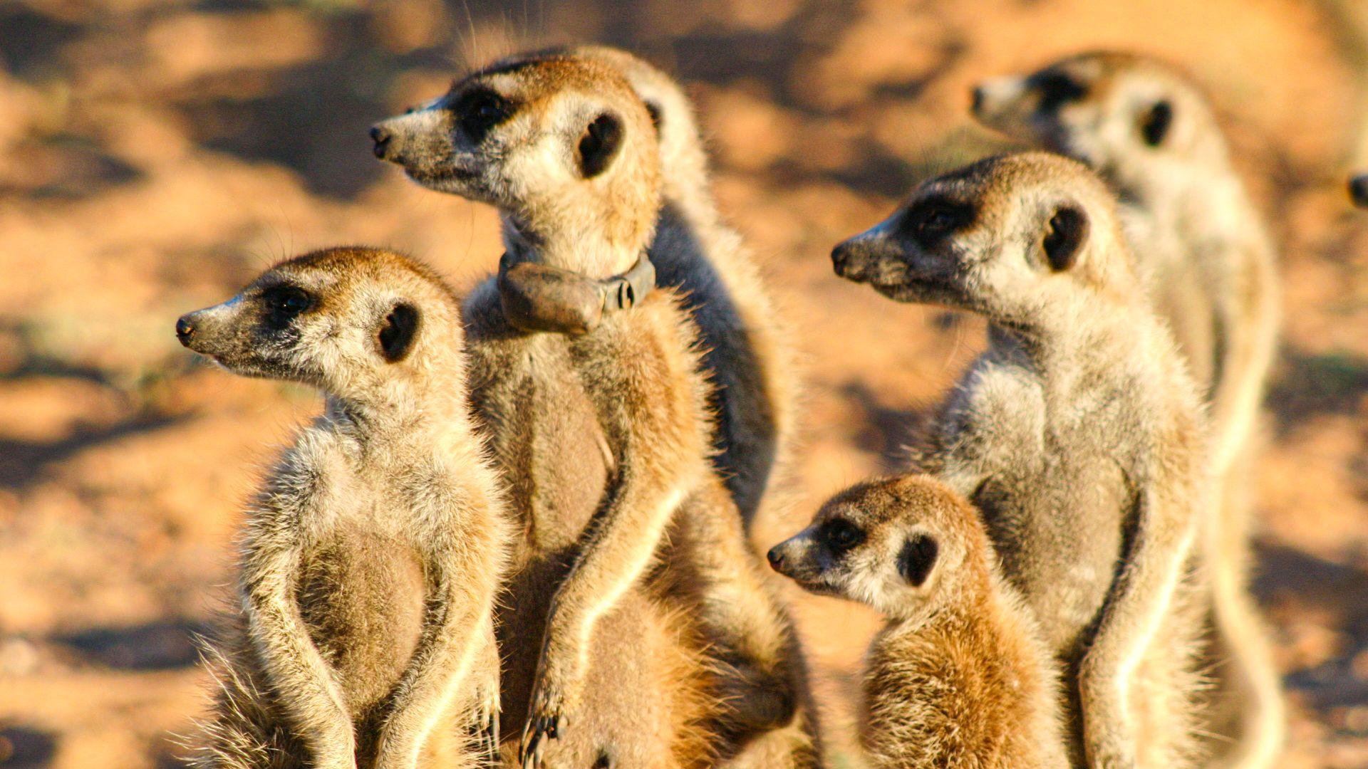 Meerkat Manor: The Story Begins 2008 movie scene