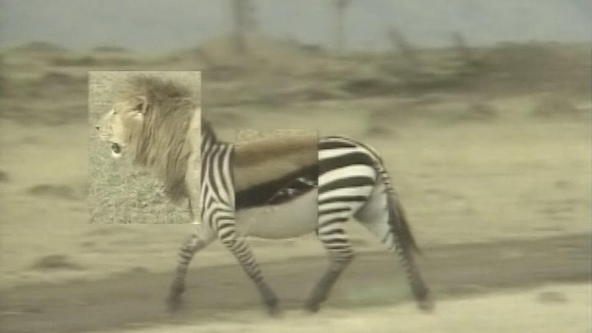 African Animal Puzzle movie scene