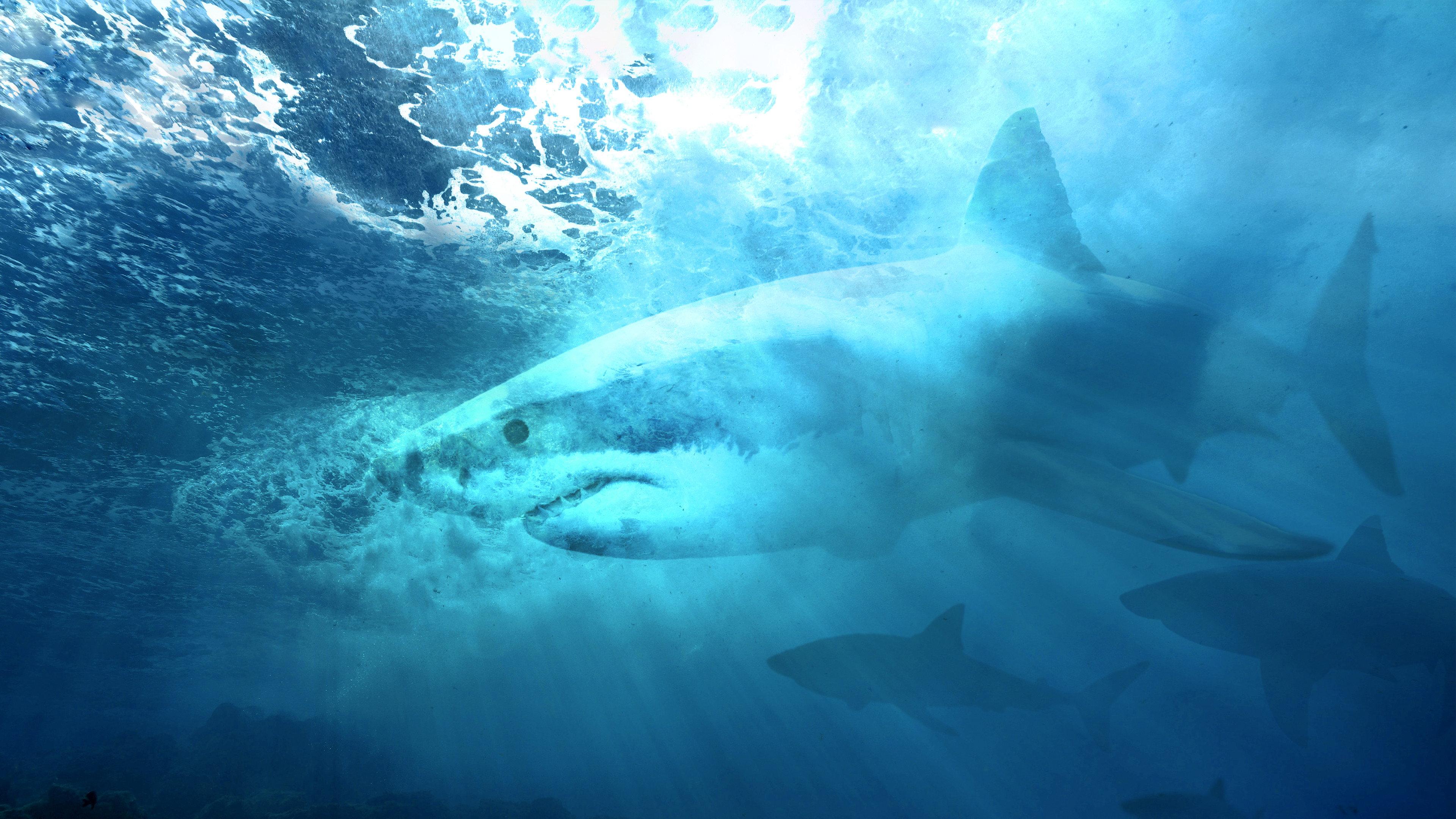 Camo Sharks 2022 movie scene