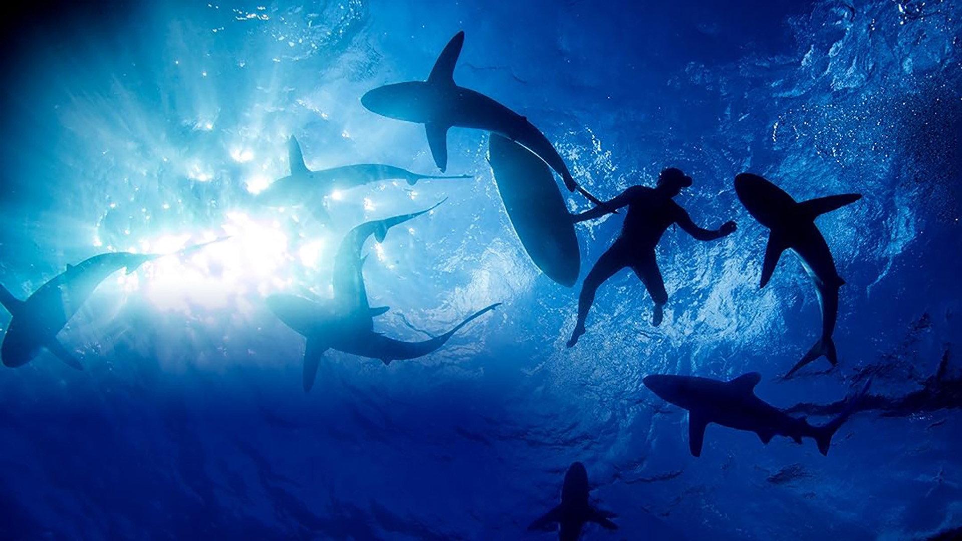 Sharkwrecked: Crash Landing movie scene