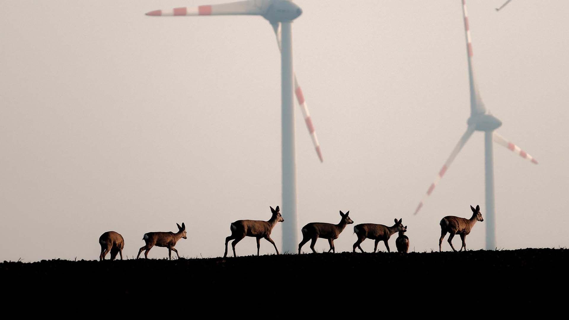 Wildnis 2.0 - Die Tierwelt auf Umwegen 2024 movie scene