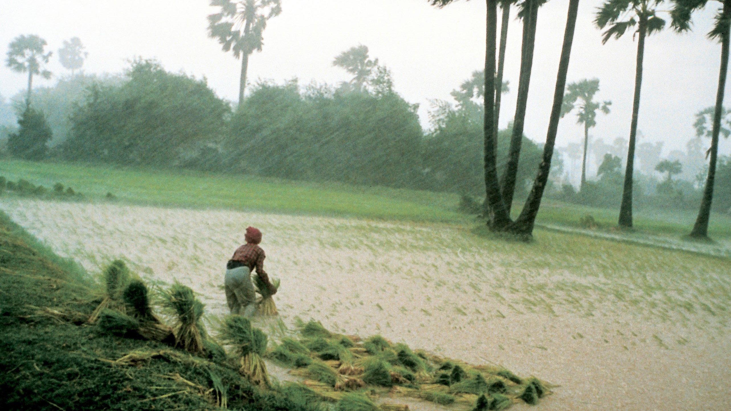Rice People 1994 movie scene