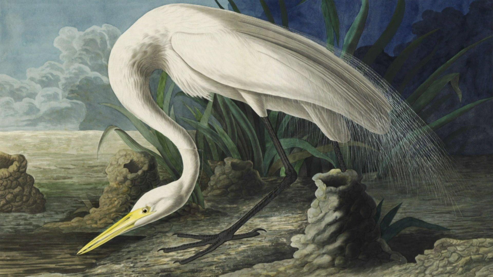 Audubon 2017 movie scene