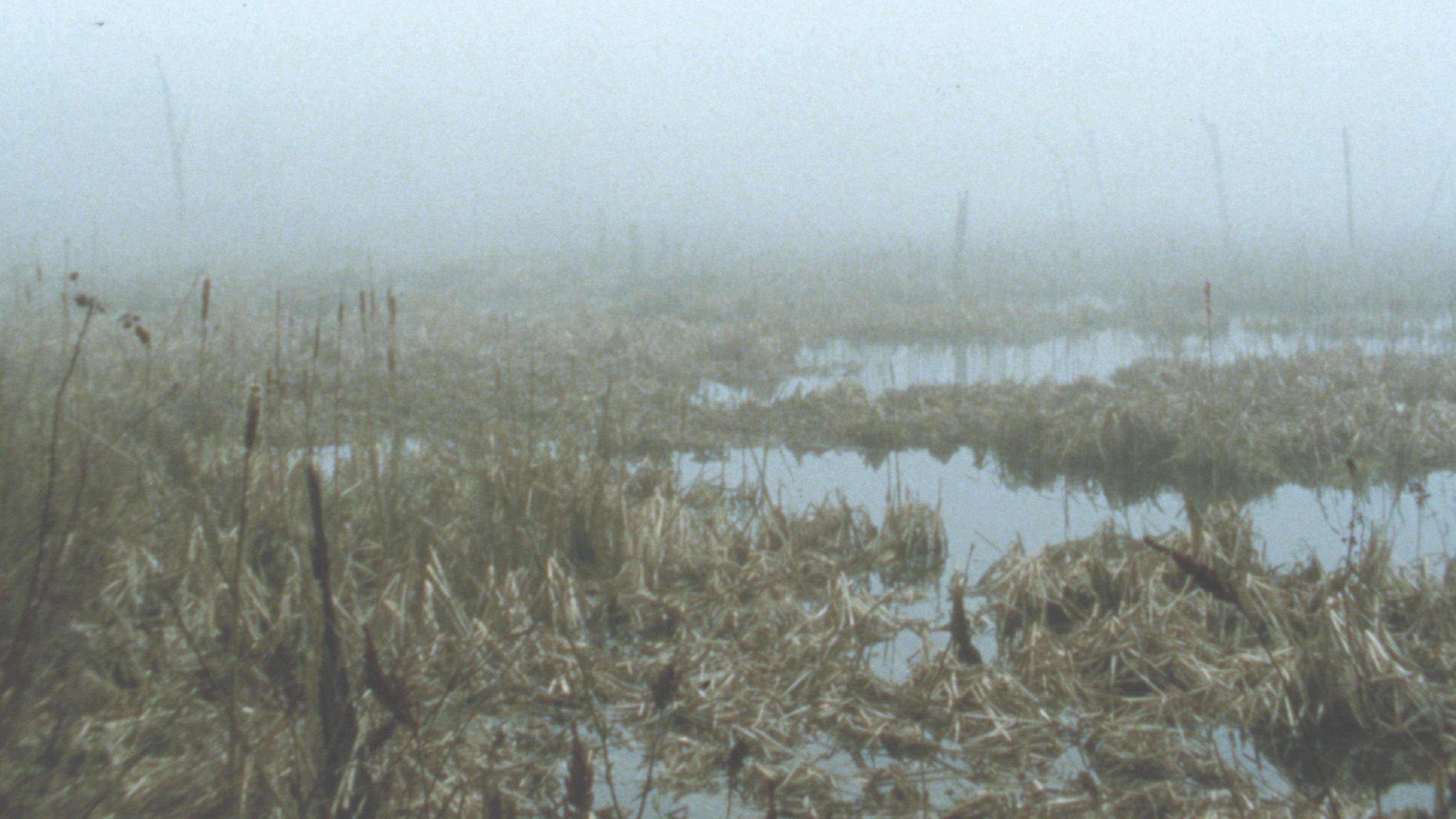 Early Spring Wetlands 2023 movie scene