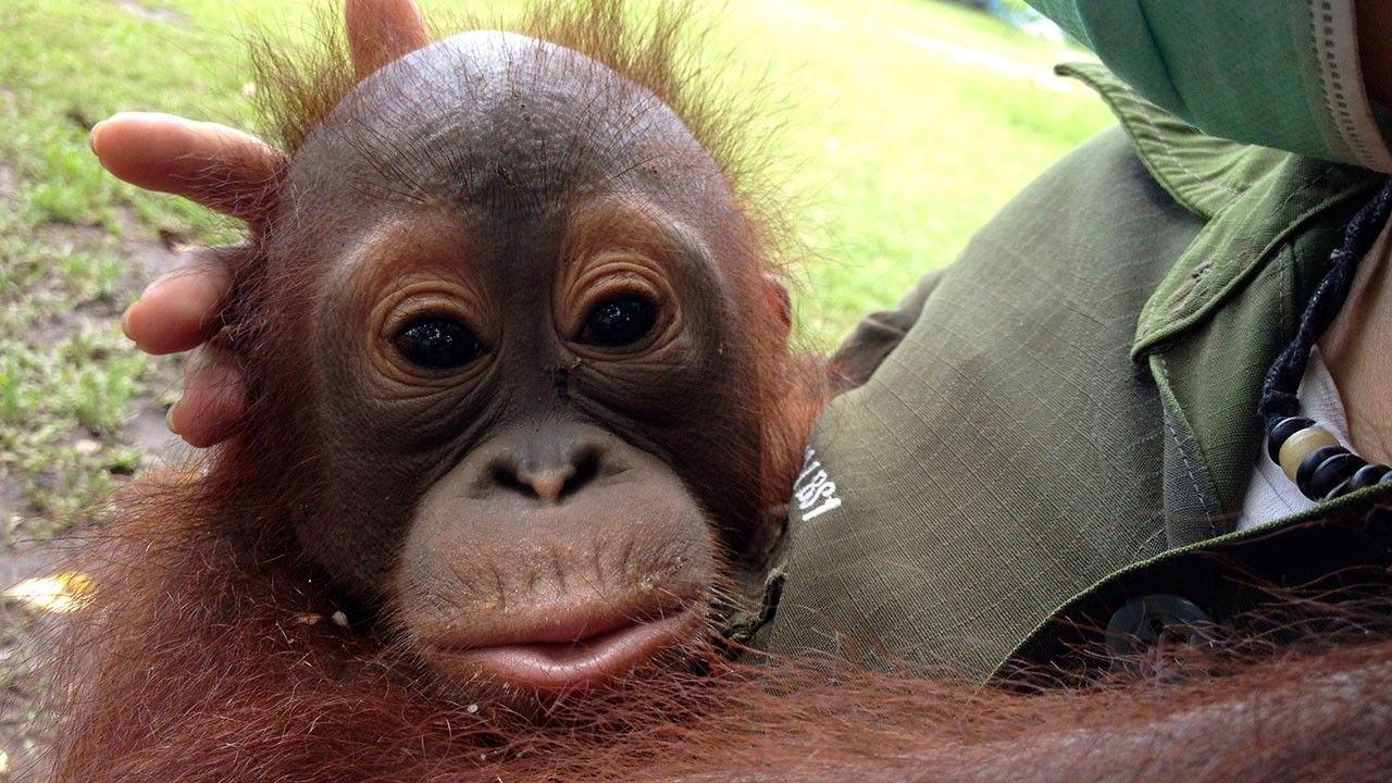 Orangutan Rescue - Back to The Wild 2014 movie scene