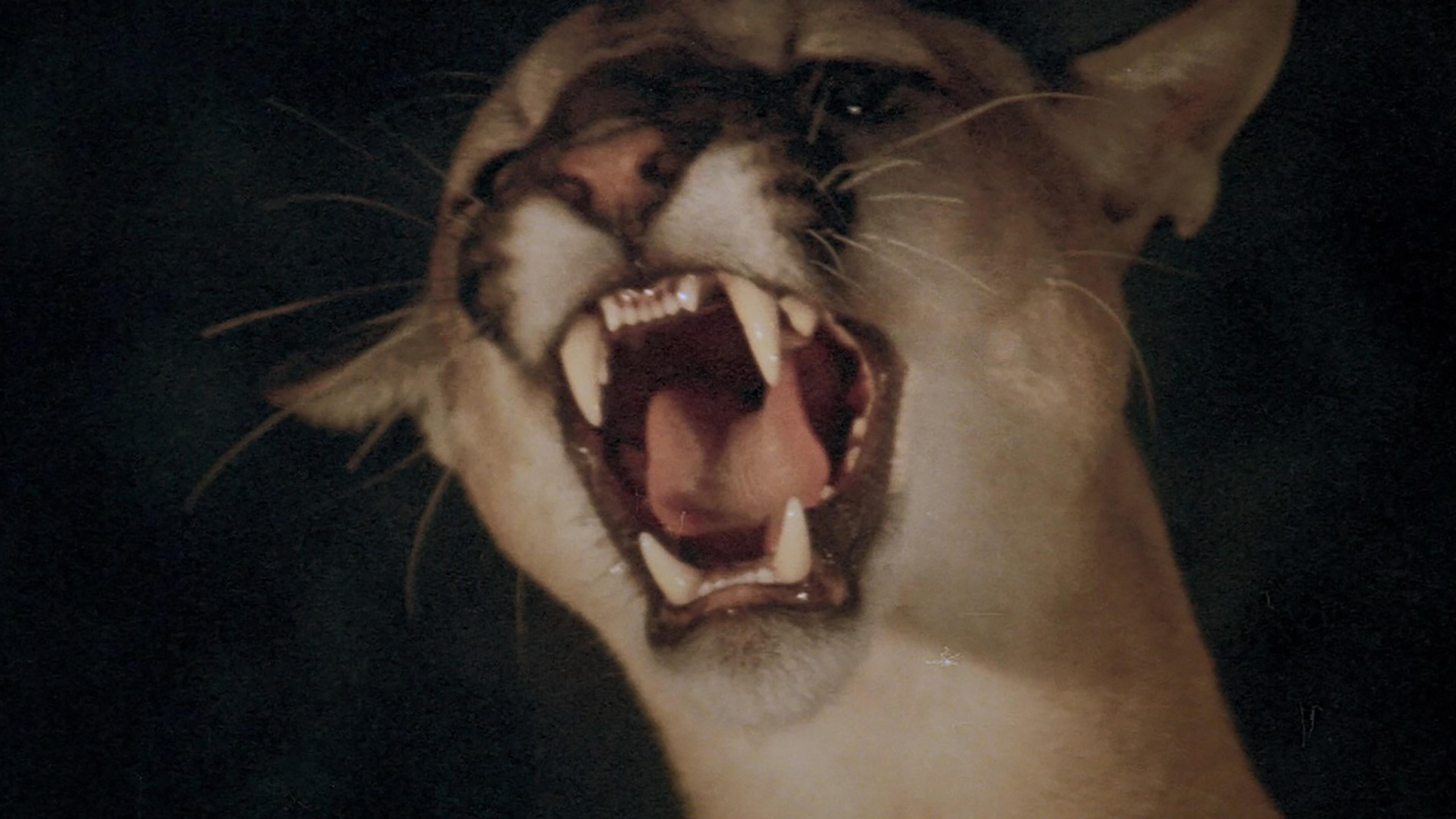 Day of the Animals 1977 movie scene