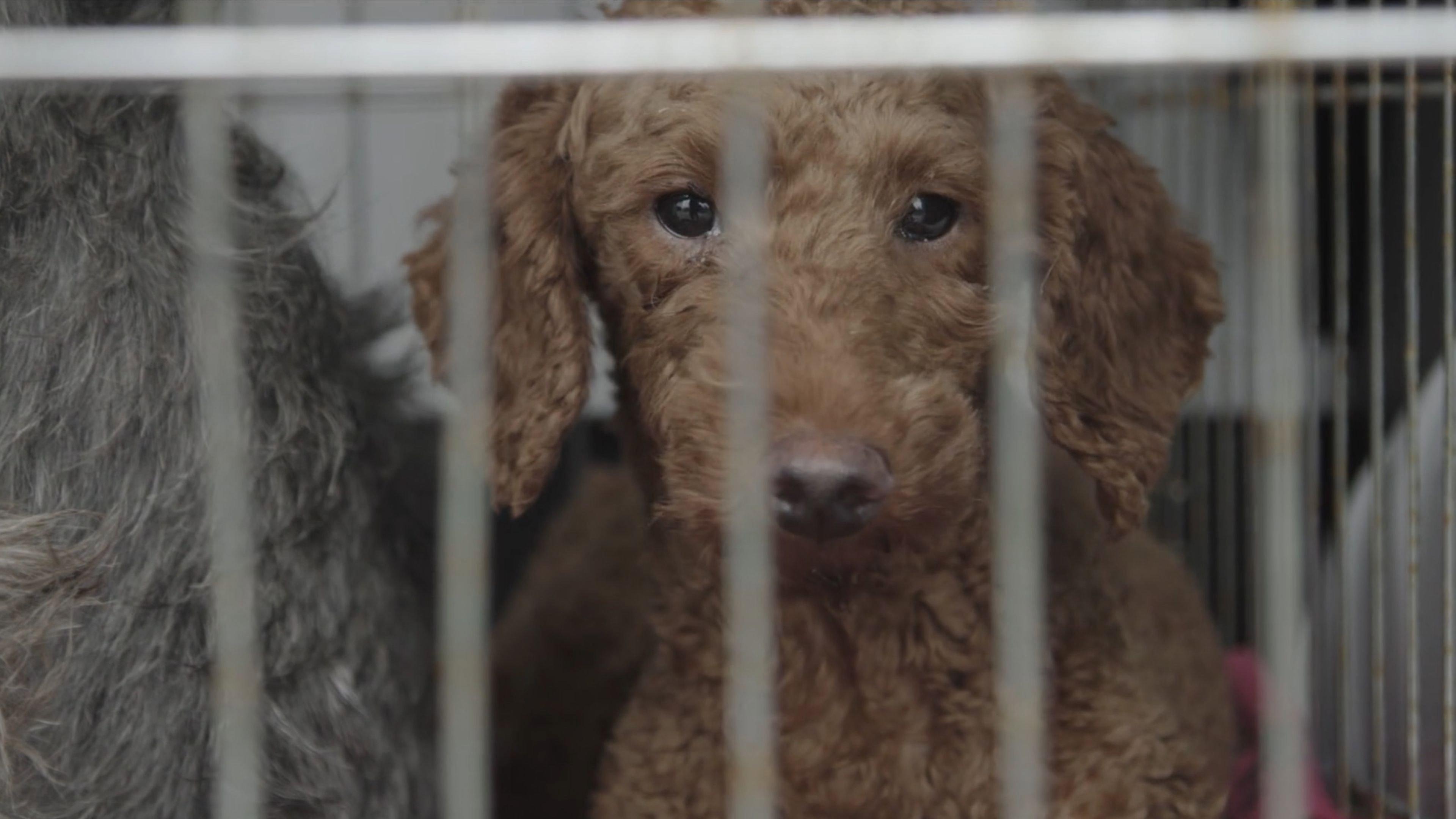 Dogspiracy 2025 movie scene