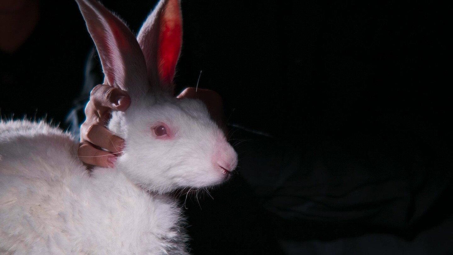Rabbit 314 2023 movie scene