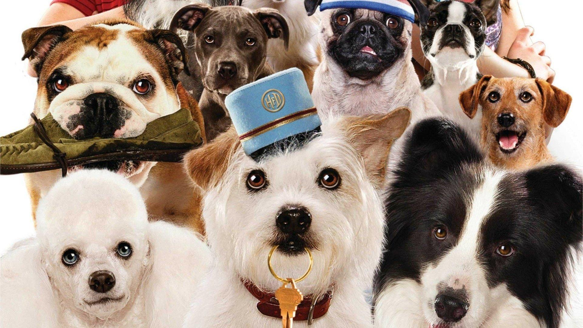 Hotel for Dogs 2009 movie scene