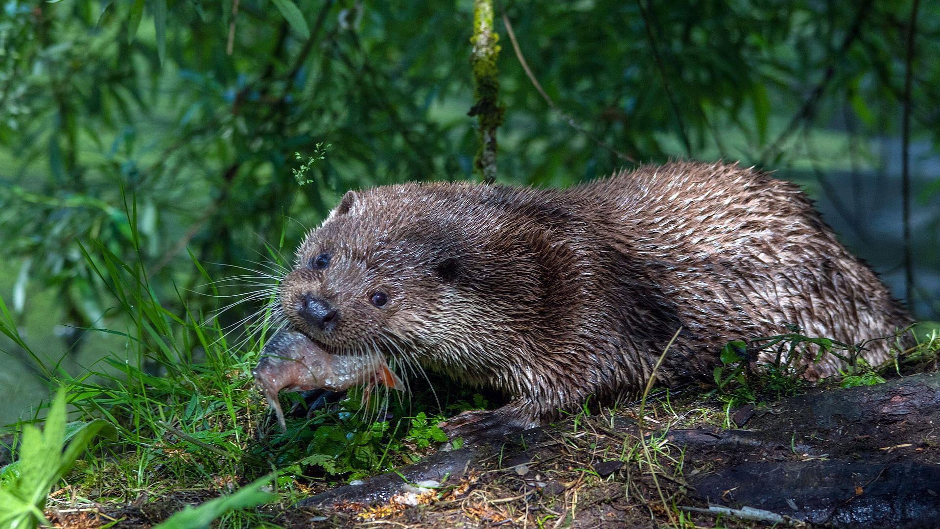 Tiere ohne Grenzen 2024 movie scene