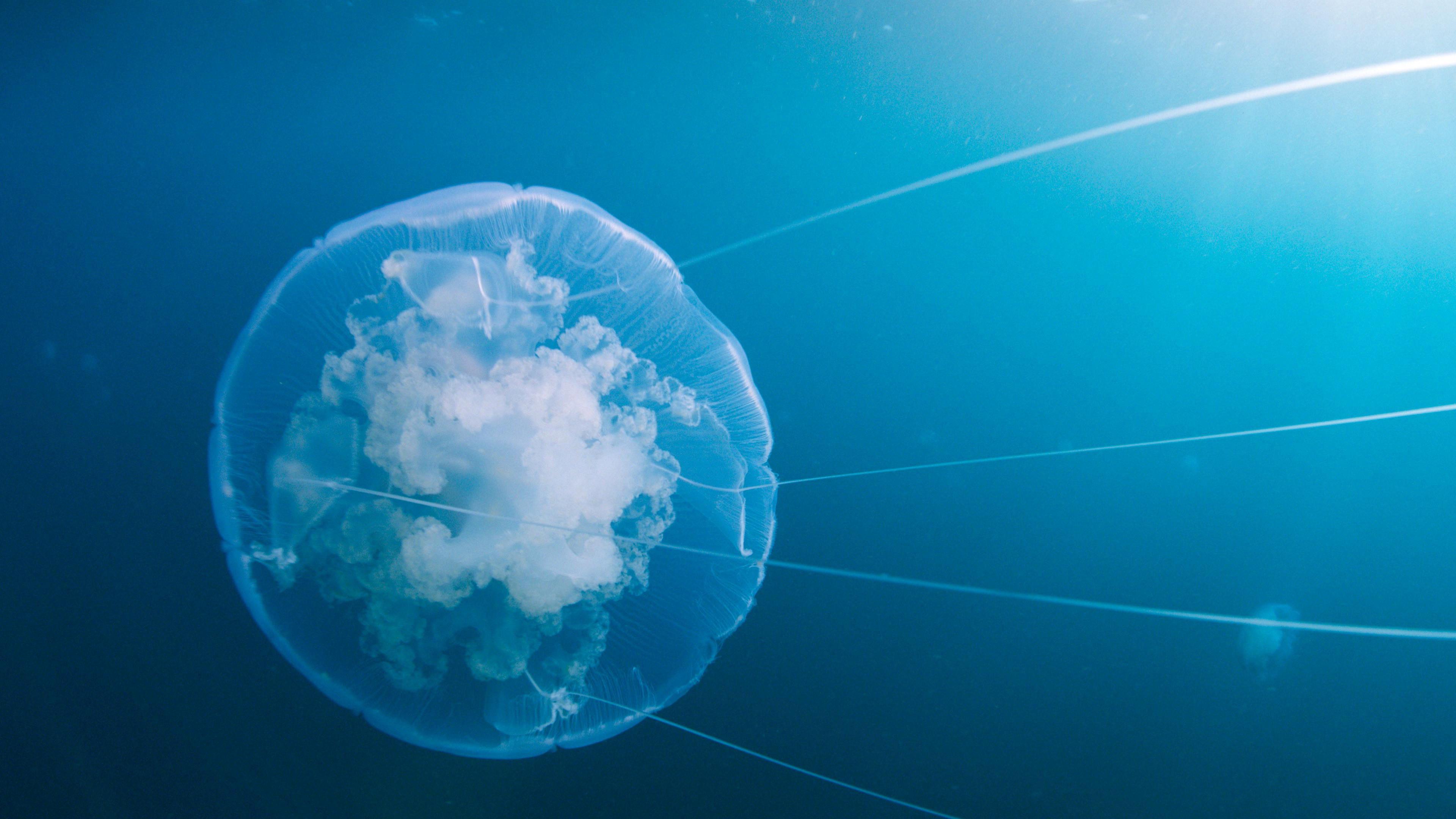 Voyage of Time: Life's Journey 2017 movie scene