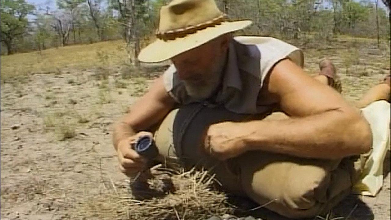 In The Bush 1998 movie scene