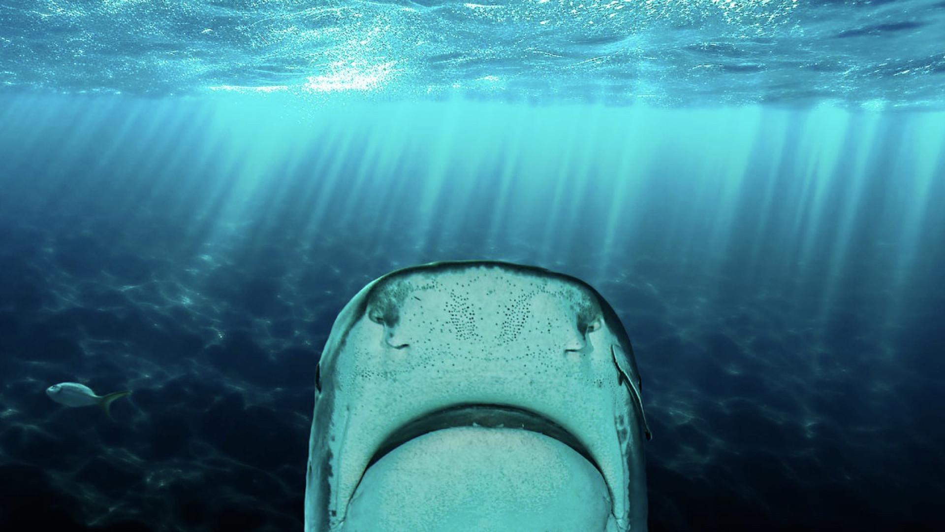 Why Sharks Attack 2023 movie scene