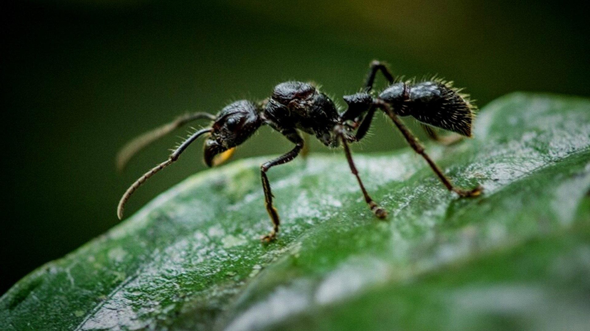 Fabulous Insects - Ants 2025 movie scene