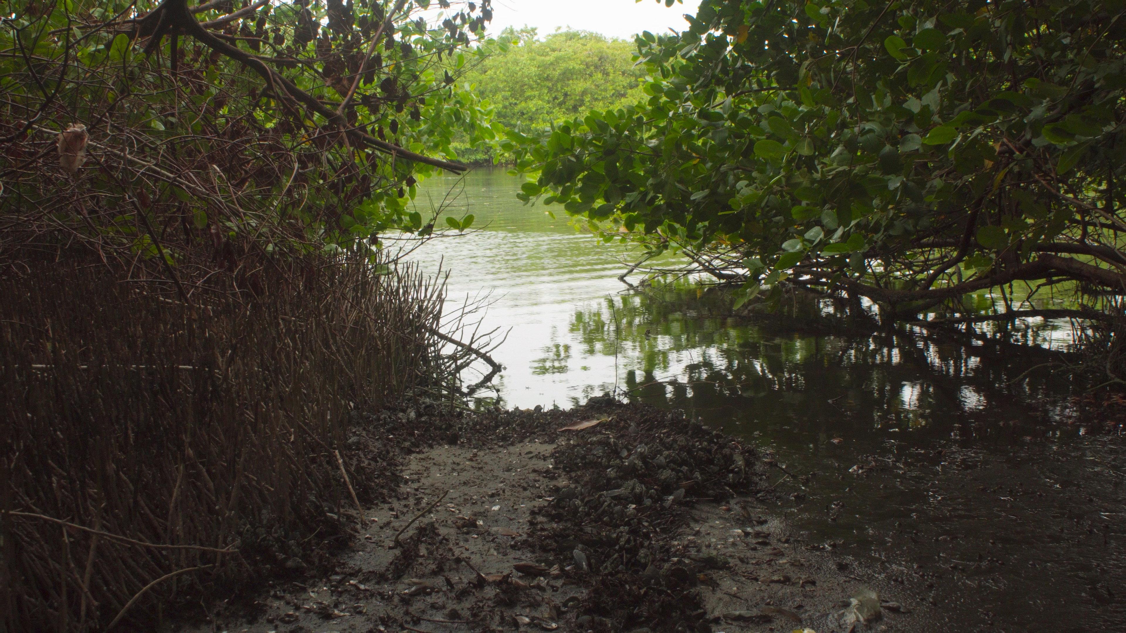 Akiechi Weimei, Magical Mangrove 2024 movie scene