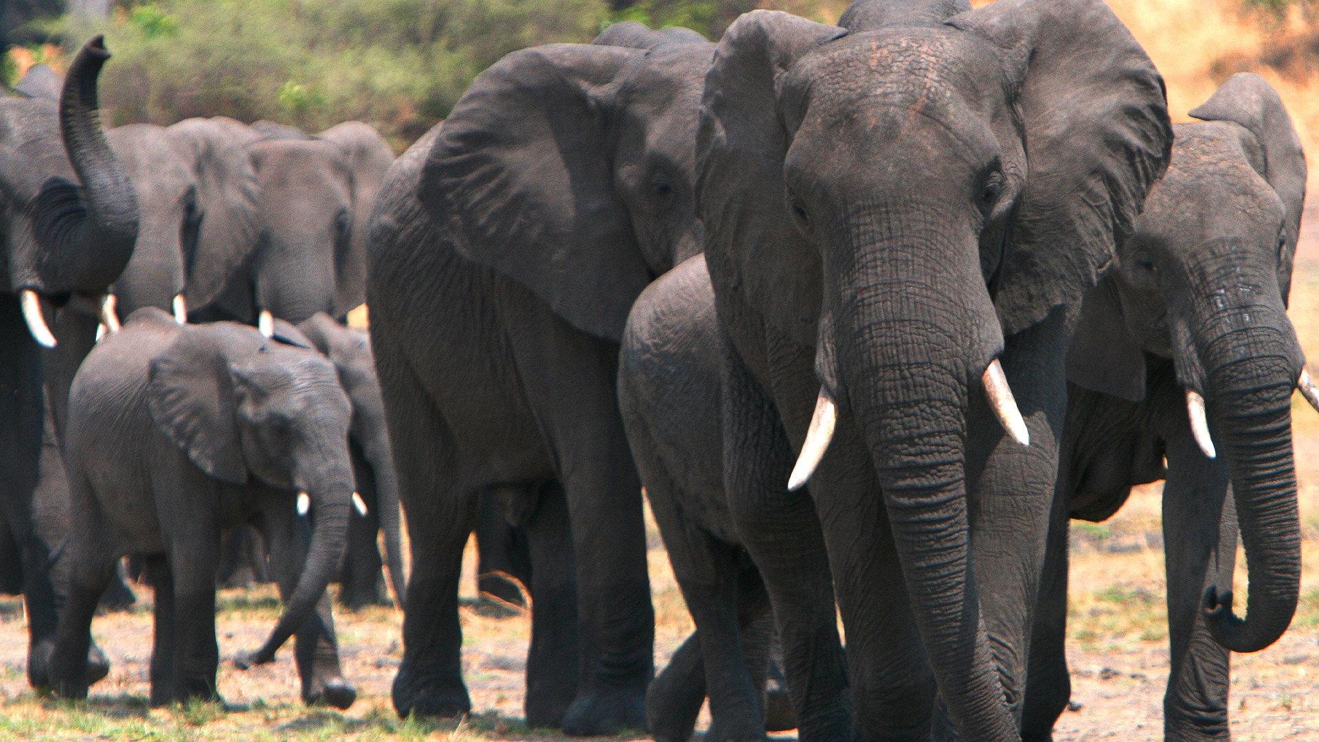 Elephants on the Run movie scene