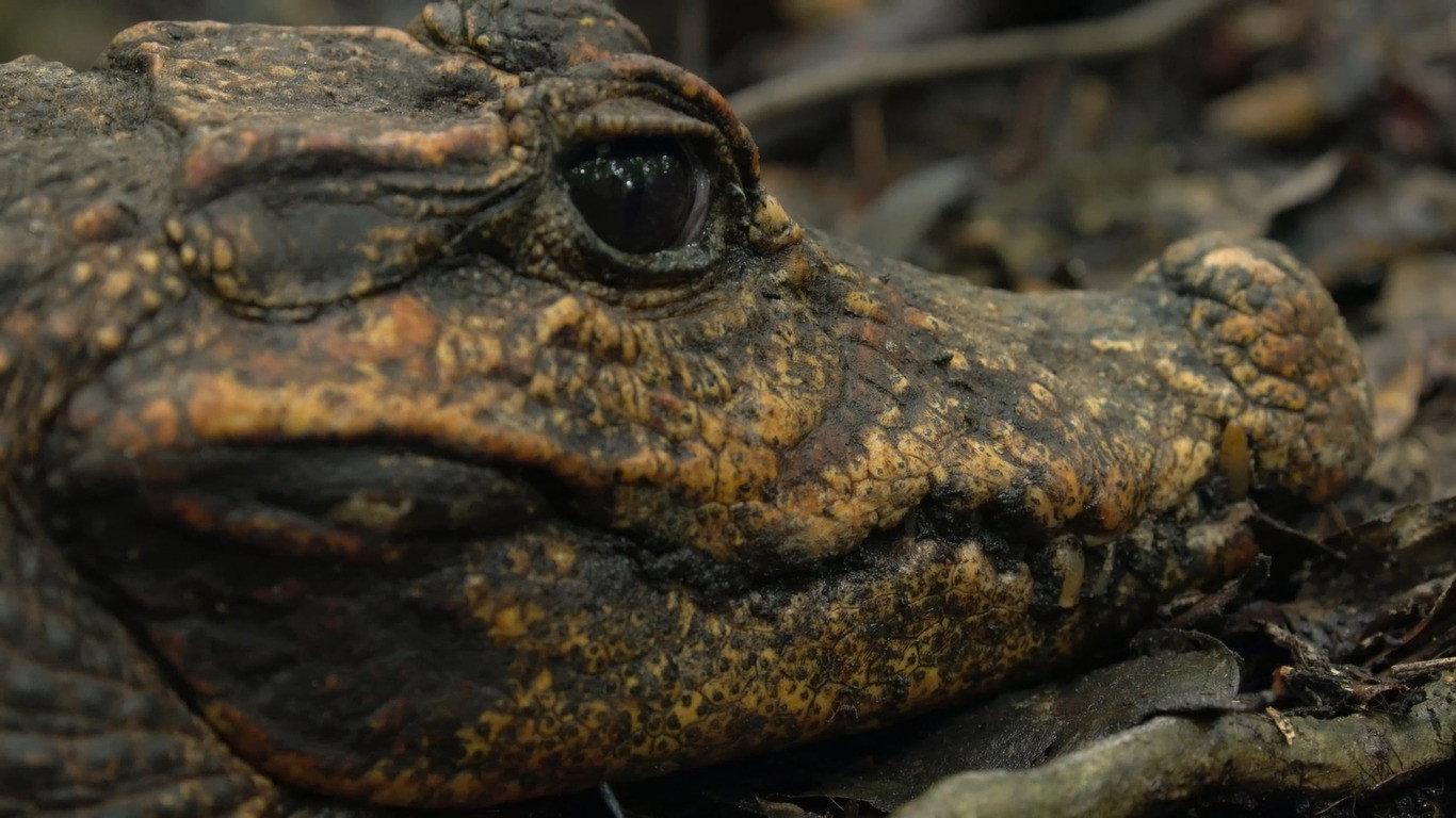 Cave Crocs of Gabon 2018 movie scene